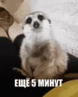 😘 ЕЩЁ 5 МИНУТ suricato, animal, engraçado, sono, preguiçoso telegram sticker