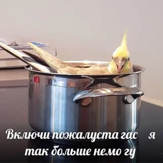 😢 Включи пожалуста гас я так больше немогу vogel, valkparkiet, pot, grappig, dier telegram sticker