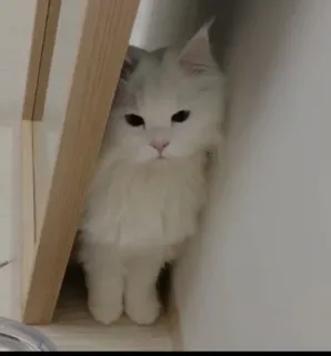 🤔 Katze, süß, weiß, flauschig, Kätzchen telegram sticker
