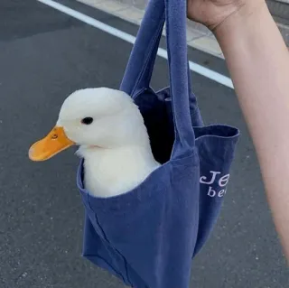 😕 pato, animal, fofo, bolsa, pássaro, branco telegram sticker