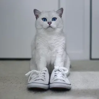 👞 gato, sapatos, gato branco, animal, animal de estimação, animal doméstico, british shorthair telegram sticker