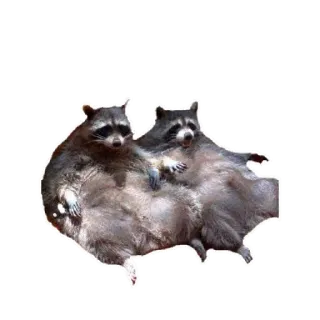 🏀 Waschbär, Tier, lustig, dick, süß telegram sticker