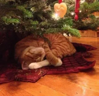 🤩 cat, christmas, tree, sleeping, pet, holiday telegram sticker