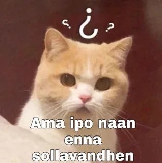 🤔 Ama ipo naan enna sollavandhen gato, pergunta, meme, animal, animal de estimação, confuso telegram sticker