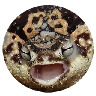 😱 frog, animal, wildlife, amphibian, nature telegram sticker