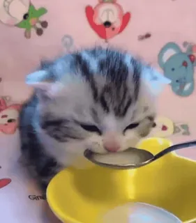 🥛 mèo con, mèo, sữa, thìa, dễ thương, em bé telegram sticker