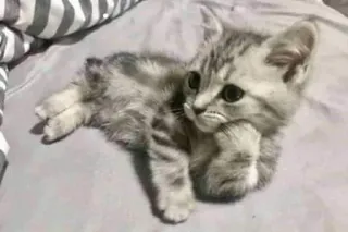 🎃 gatinho, gato, fofo, animal de estimação, animal whatsapp sticker