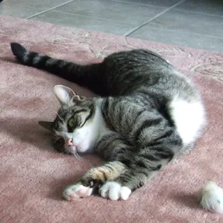 😾 Katze, Haustier, Tier, Hauskatze, Säugetier, Katzenartig, Gestreifte Katze whatsapp sticker