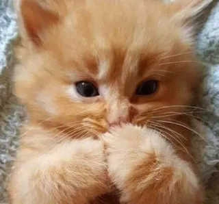 🎀 cat, kitten, orange, cute, animal whatsapp sticker