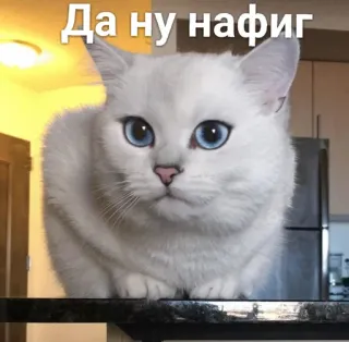 😱 Да ну нафиг mèo, meme, hài hước, dễ thương, nga, bất ngờ telegram sticker