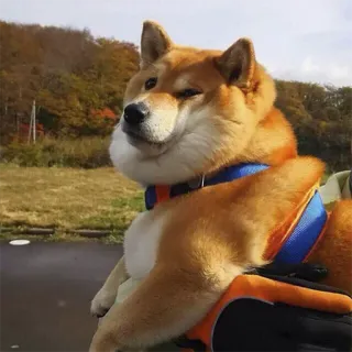 ☹️ chien, Shiba Inu, animal de compagnie, animal, harnais, mignon, extérieur telegram sticker