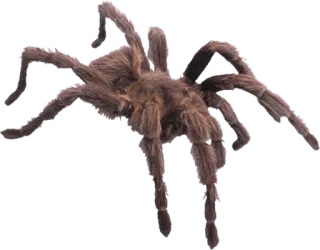 🕷 Vogelspin, Spin, Spinachtige, Dier, Natuur, Insect telegram sticker