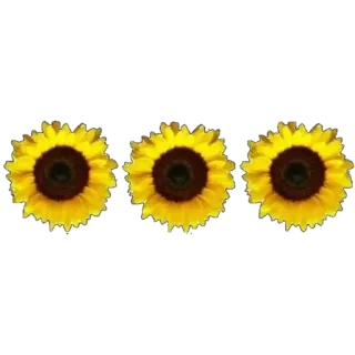 🌹 Sonnenblume, gelb, Blume, Natur, Sommer, Pflanze whatsapp sticker