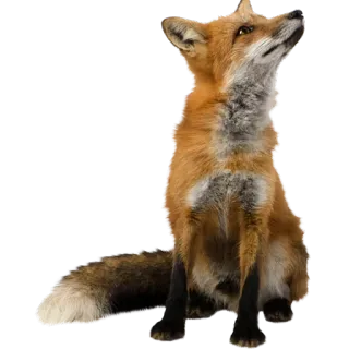 🐺 fox, animal, wildlife, mammal, nature, red fox telegram sticker