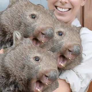 🏀 wombat, animaux, mignon, marsupial, Australie, faune telegram sticker
