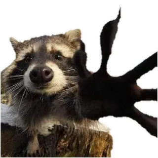 🖐 Waschbär, Tier, Hand, greifen telegram sticker
