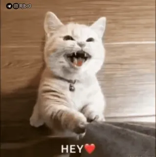 😊 HEY cat, cute, animal, domestic animal, pet, kitten, greeting whatsapp sticker