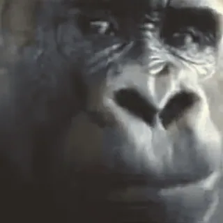 😮 Gorilla, Affe, Tier, Primat, Säugetier whatsapp sticker