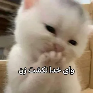 👱‍♀ وای خدا نکشت زن gatto, gattino, carino, animale telegram sticker