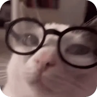 🤓 gatto, occhiali, animale, meme telegram sticker