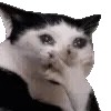 🐱