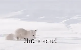 🤩 Лис в чате! zorro, animal, nieve, invierno, naturaleza telegram sticker