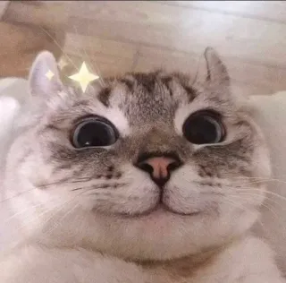 😇 猫, 動物, 可愛い, ペット telegram sticker
