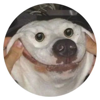 😊 Hund, Haustier, Lächeln, glücklich, lustig telegram sticker