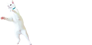 🕺 cat, animal, white, pet, domestic, cute telegram sticker