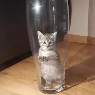 ⚡️ cat, kitten, glass, vase, funny, cute, animal telegram sticker