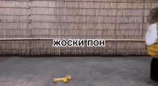 🙄 ЖОСКИ ПОН telegram sticker
