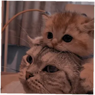 🤗 猫, 子猫, 動物, 可愛い, ペット, 母親 telegram sticker