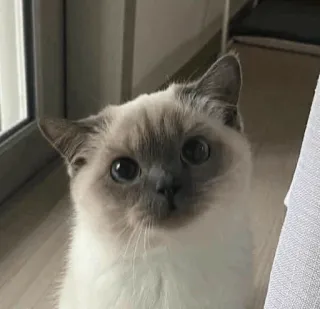🌿 mèo, thú cưng, động vật, dễ thương, thú cưng, động vật có vú telegram sticker