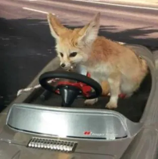 🦊 fennec fox whatsapp sticker