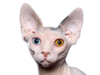 😌 cat, sphynx, pet, animal, heterochromia telegram sticker