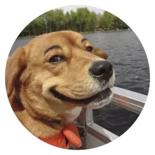 😏 Hund, lustig, Augenbrauen, Tier, Haustier telegram sticker