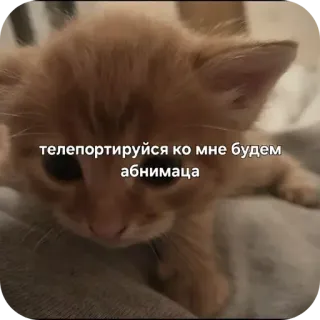 🐱 телепортируйся ко мне будем абнимаца 猫, 子猫, テレポート, ハグ, かわいい, ペット, 動物 telegram sticker