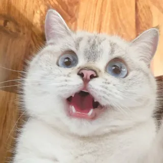 🐈 猫, 子猫, びっくり, 驚き, ペット, 動物, かわいい, 面白い whatsapp sticker