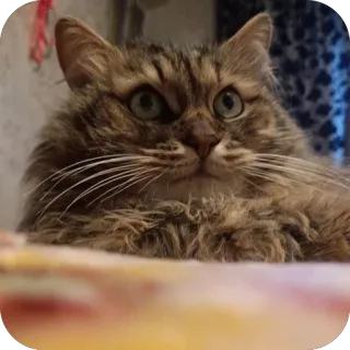 🤨 Fedya Fedya the Cat whatsapp sticker