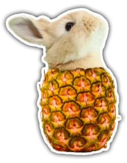 🐰 conejo, piña, animal, fruta, conejito, tropical, lindo, pegatina whatsapp sticker