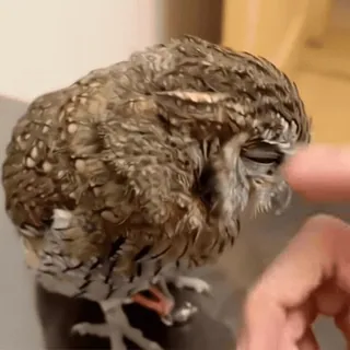 🦉 sowa, ptak, zwierzę, słodki, dzika przyroda, natura telegram sticker