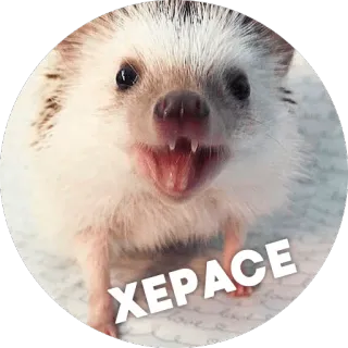😳 XEPACE hérisson, animal, mignon, animal de compagnie, petit telegram sticker