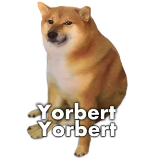 🐶 Yorbert Yorbert หมา, มีม, ชิบะอินุ, Yorbert whatsapp sticker