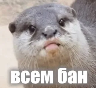 🛑 всем бан otter, meme, animal, funny, russian, text telegram sticker