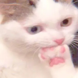 🐈 kucing, binatang, hewan peliharaan, anak kucing, imut, kucing putih telegram sticker