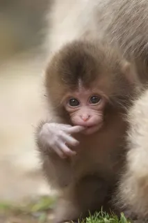 🐒 bébé singe, primate, animal, mignon, faune, mammifère telegram sticker