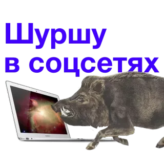 💻 ШУРШУ в соцсетях Jabalí, Ordenador, Portátil, Redes sociales, Animal telegram sticker