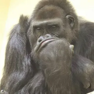 🤔 gorilla, animale, scimmia, pensando, primate whatsapp sticker