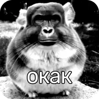 👍 Окак monyet, kera, binatang, lucu, meme telegram sticker