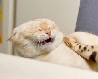 😫 cat, animal, pet, feline telegram sticker